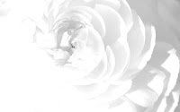 White Rose of Rugeley 1066950 Image 2